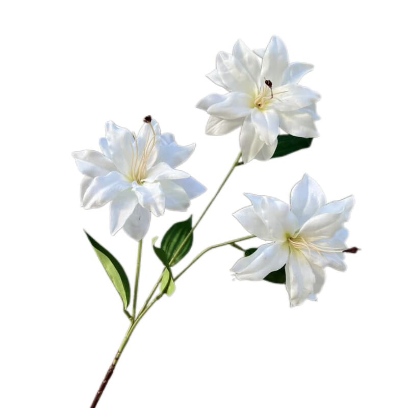 3D小百合