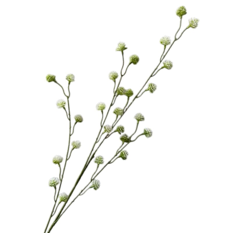 小刺芹