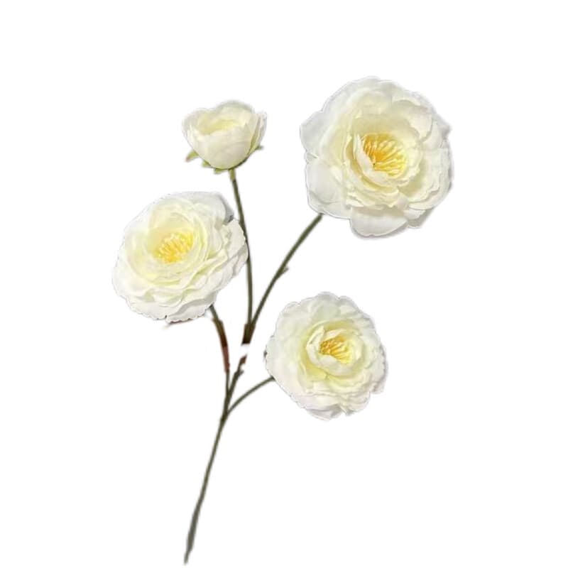 小芍药