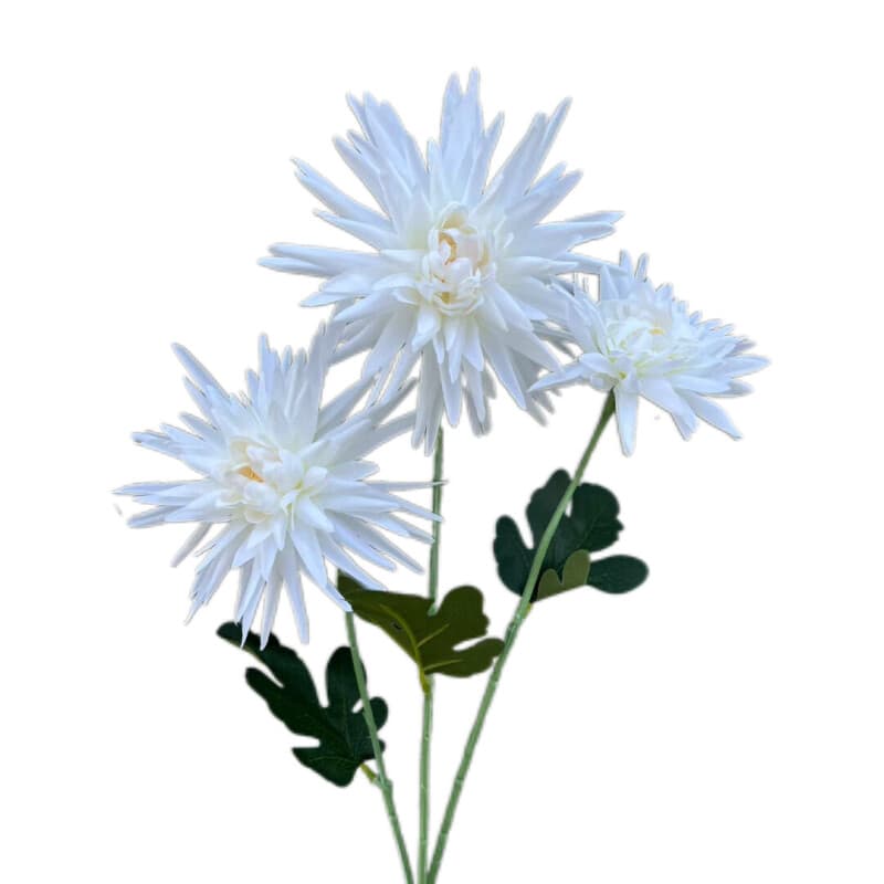 蟹爪菊