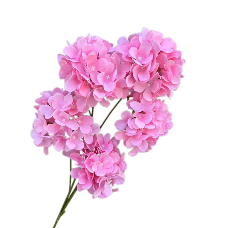 5头高枝绣球