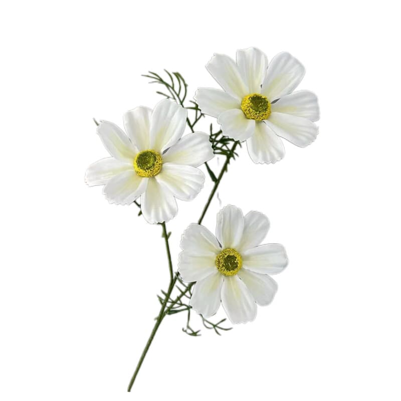 格桑花