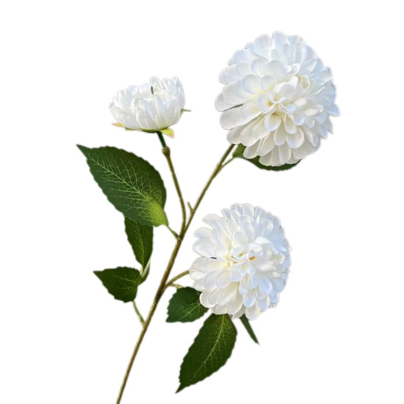 暗香大丽花