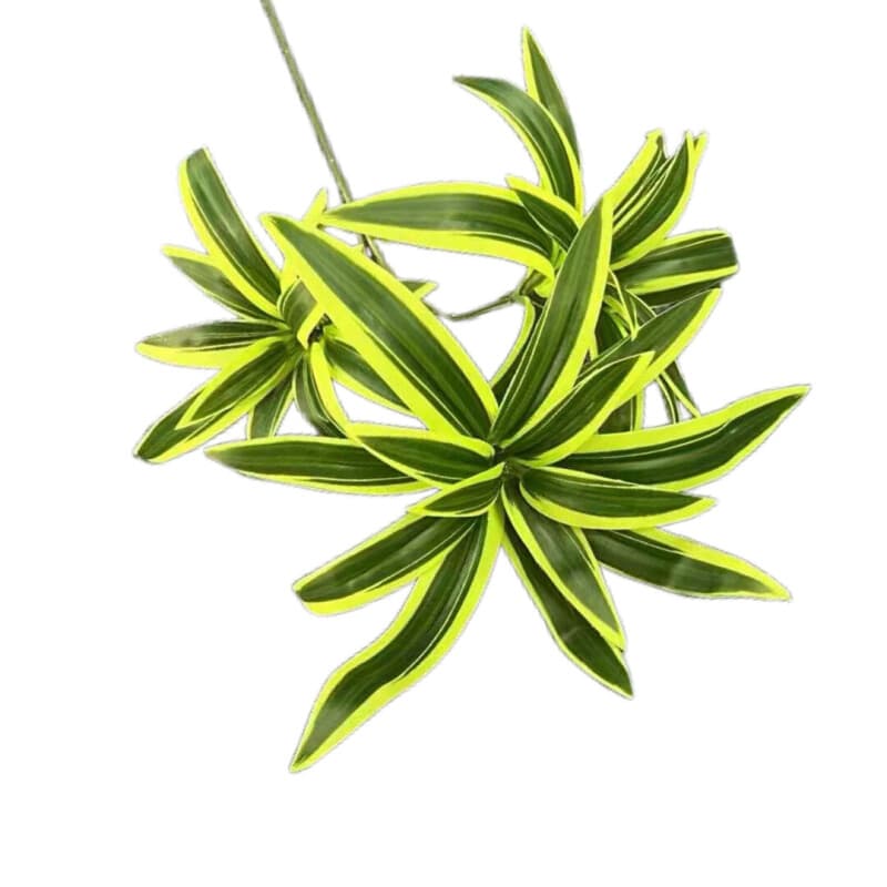 百合竹