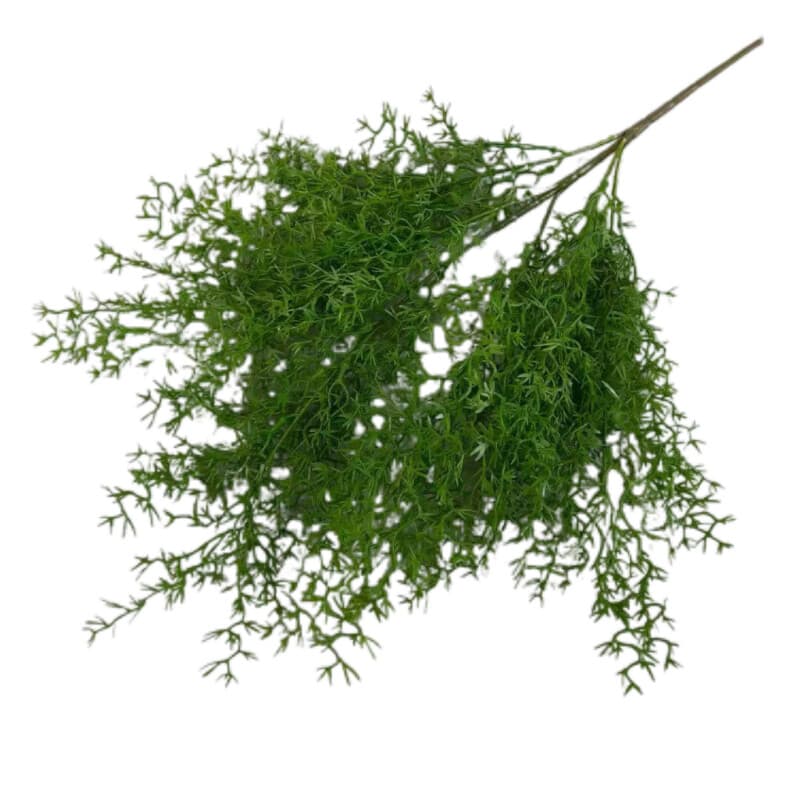 把束珊瑚草