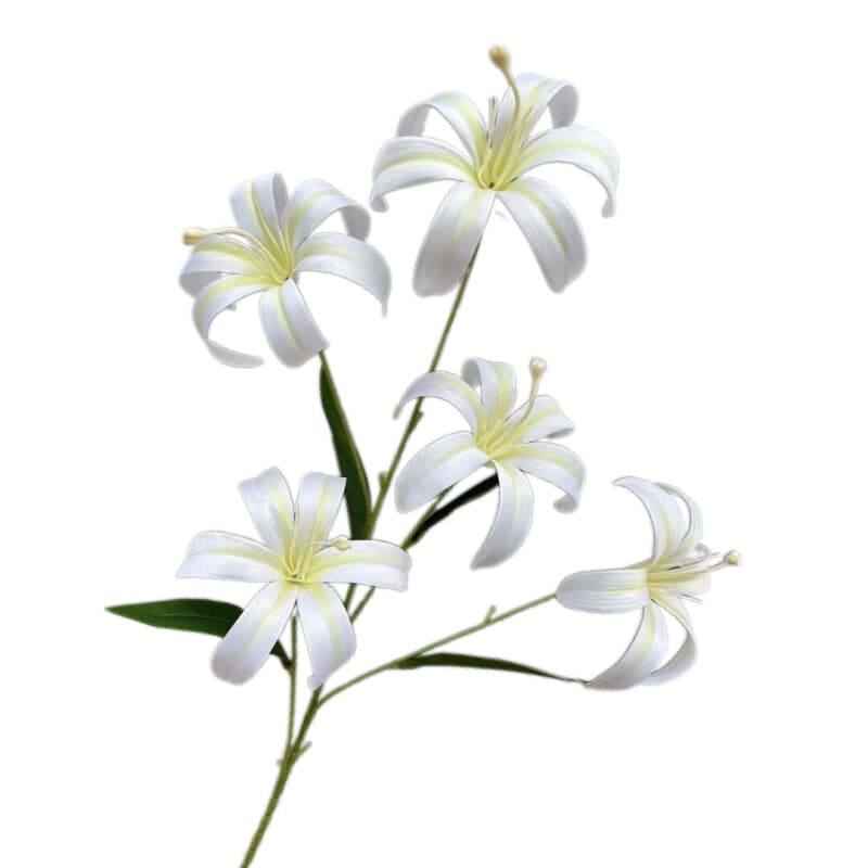 金百合