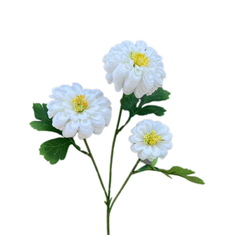 金盏菊