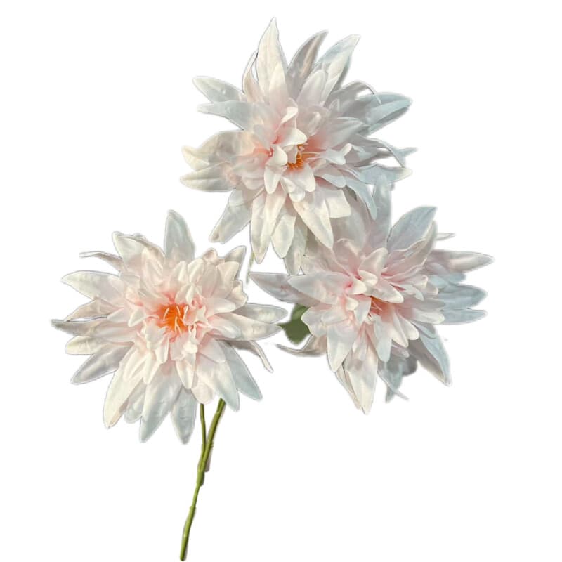 火焰菊
