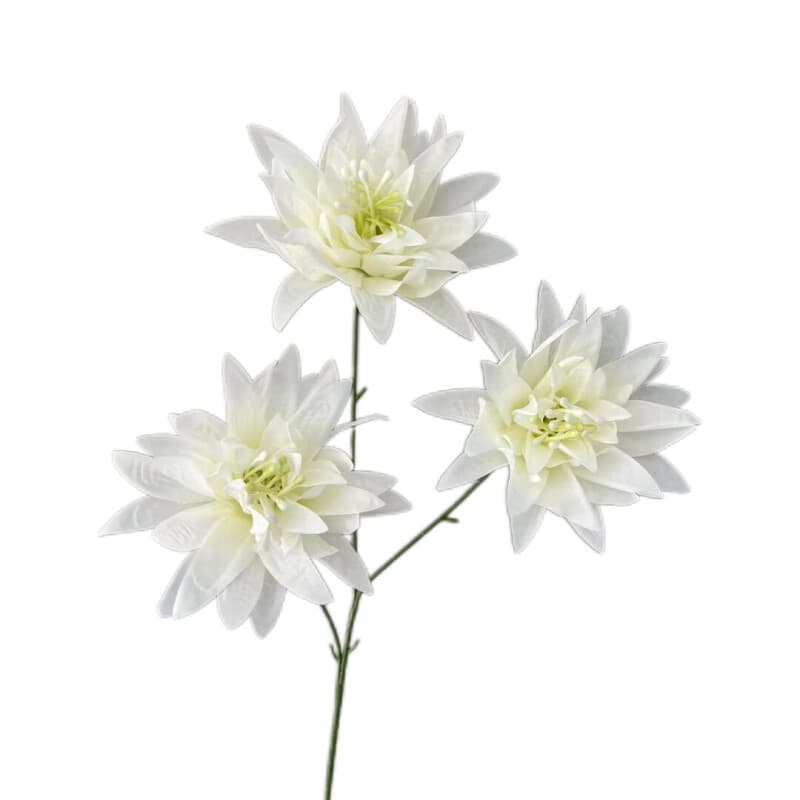 大爪菊
