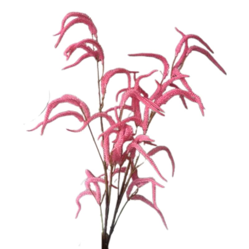 毛毛虫