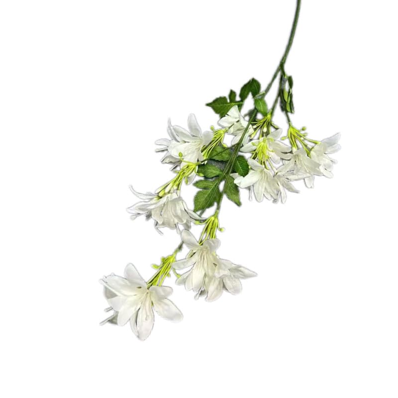 炮仗花