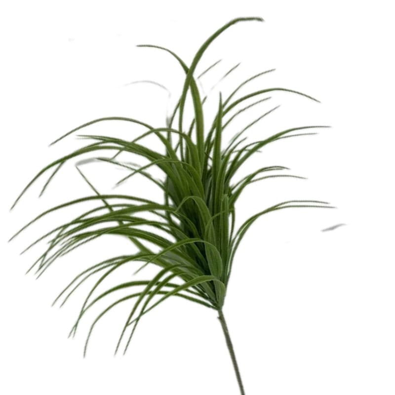 龙血草