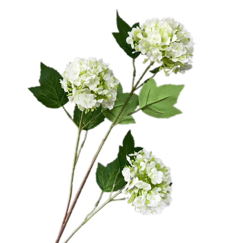 木绣球