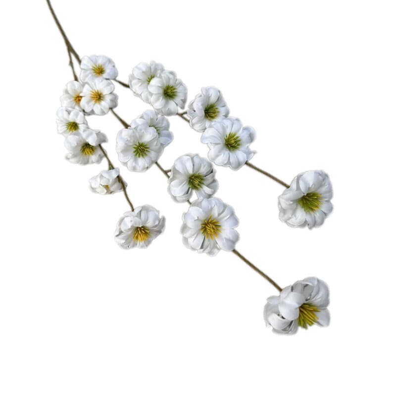 蛋蛋花