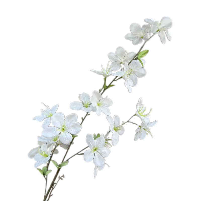 高枝茉莉