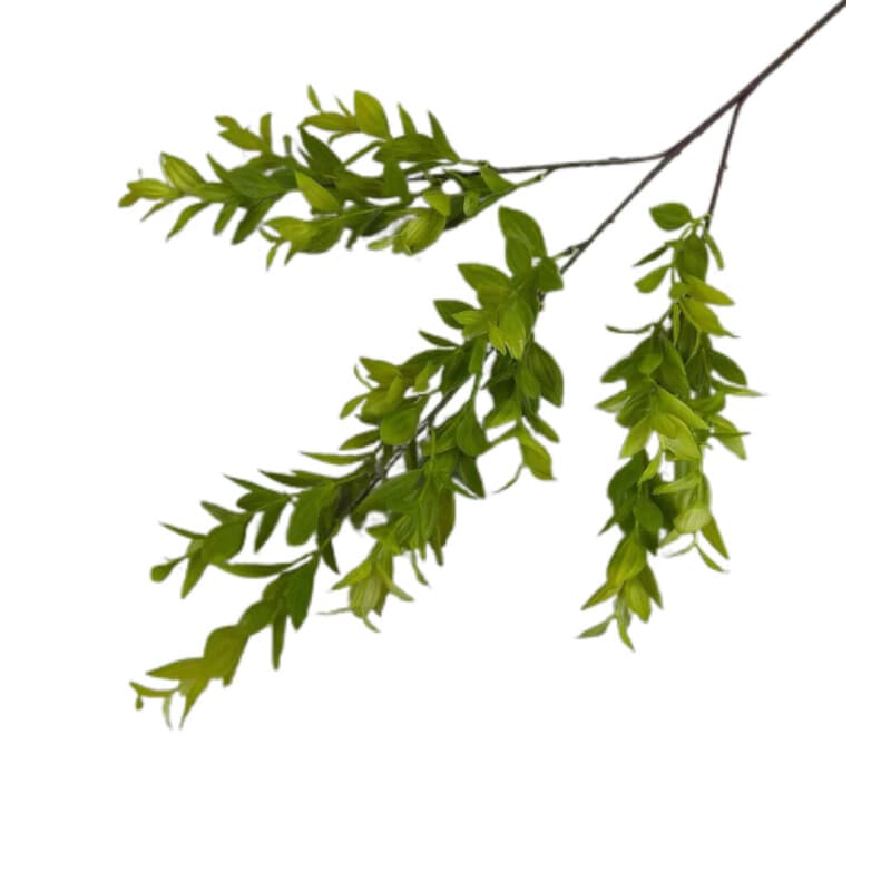富贵草