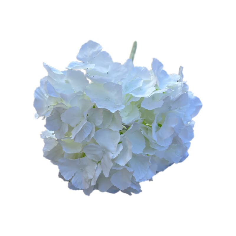 五头普通绣球
