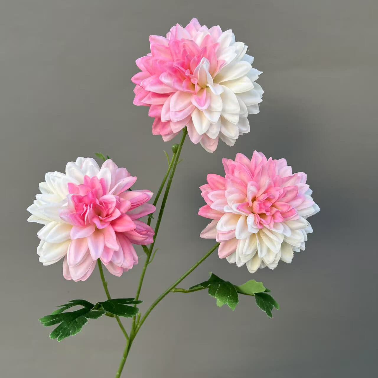 渐变大丽花 · 粉白色渐变大丽花