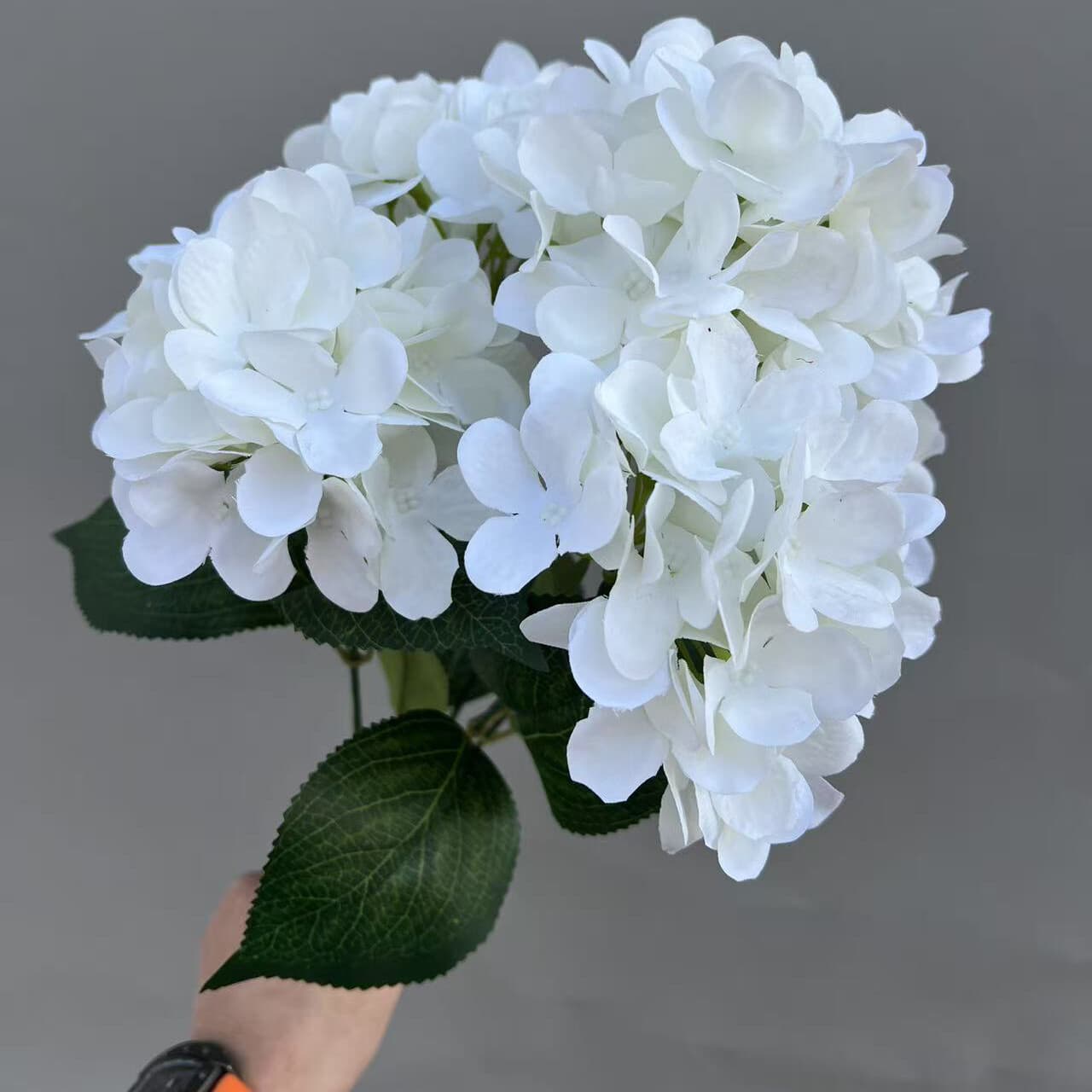 小把束绣球 · 白色小把束绣球