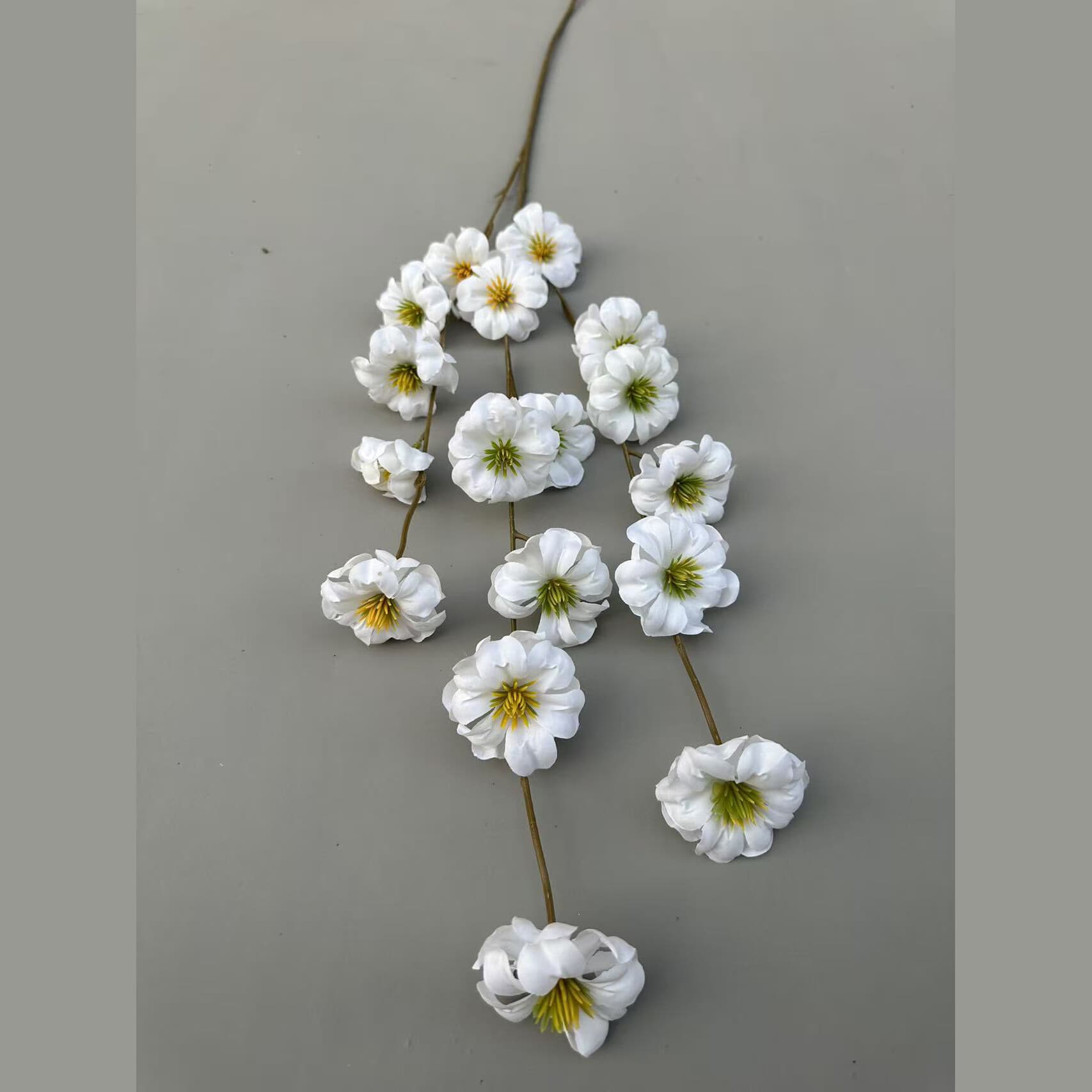 蛋蛋花 · 白色蛋蛋花
