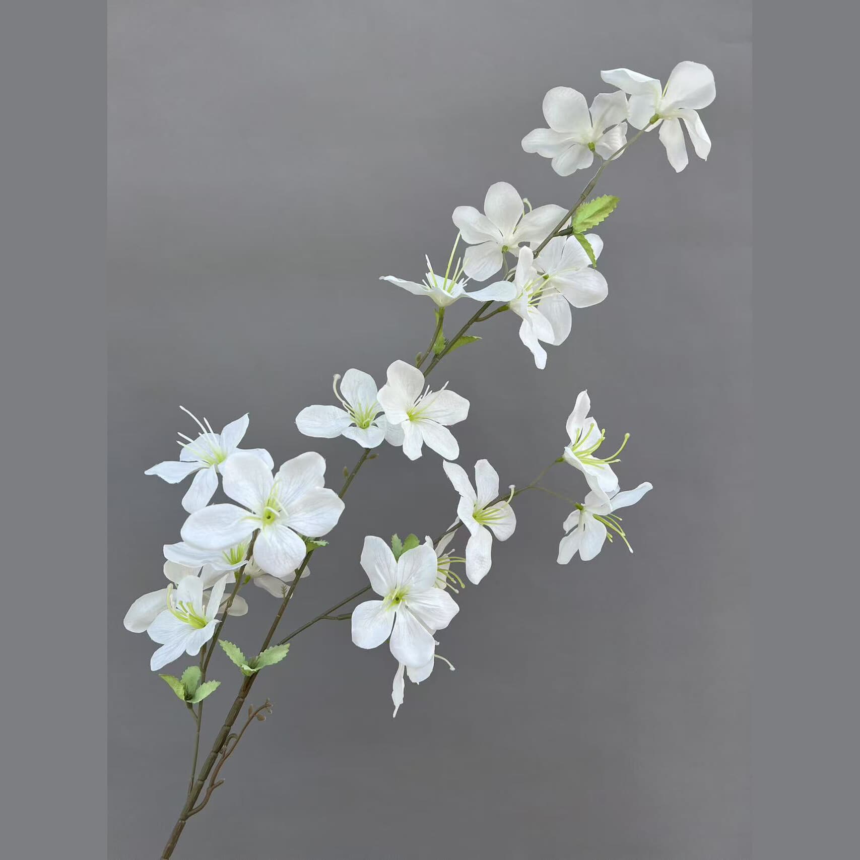 高枝茉莉 · 白色高枝茉莉
