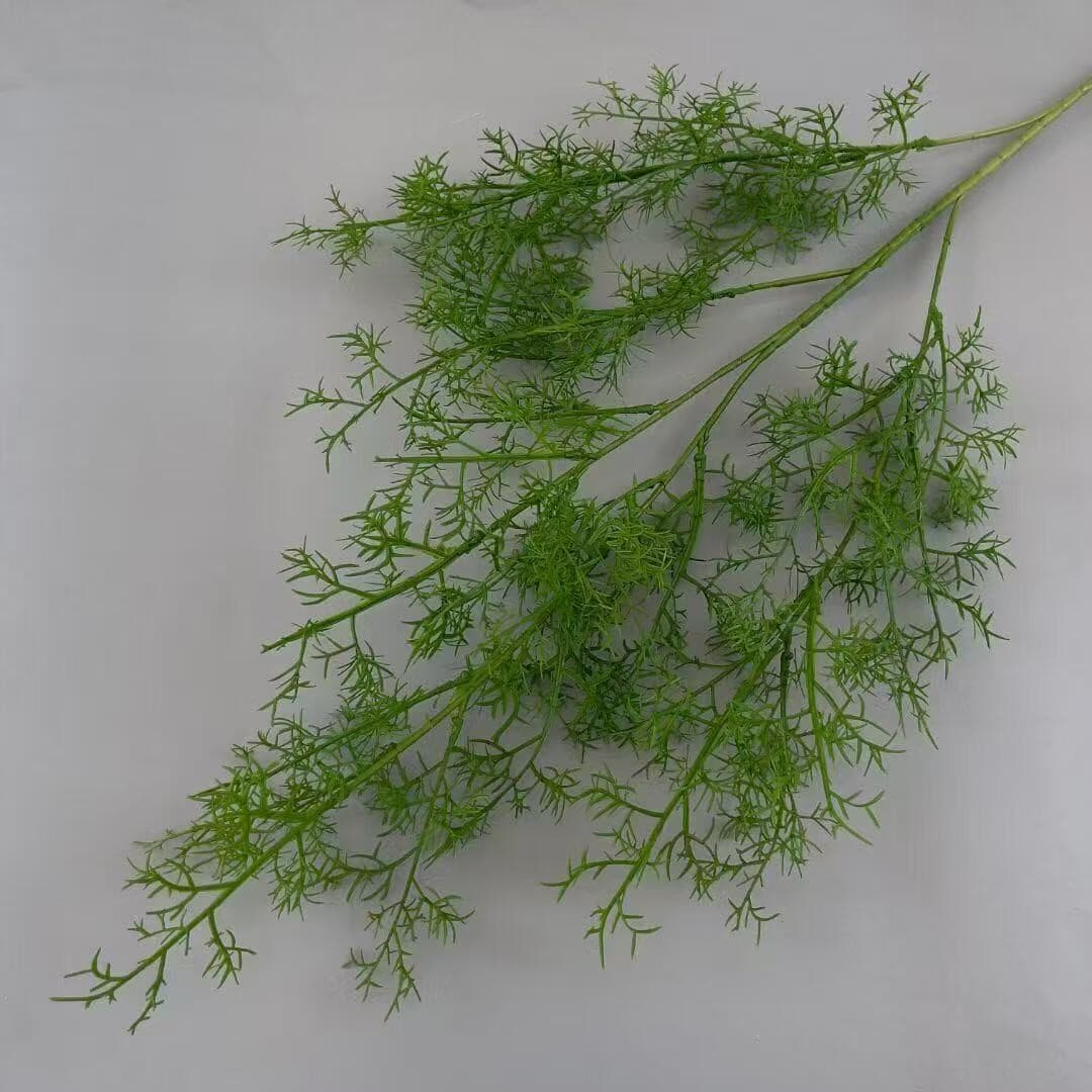 珊瑚草 · 绿色珊瑚草