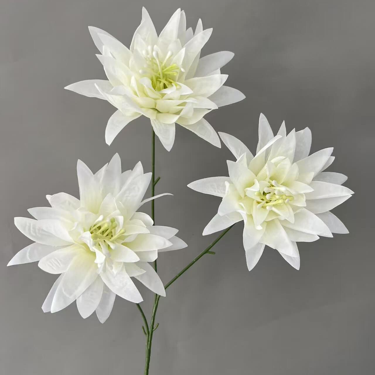 大爪菊 · 白色大爪菊