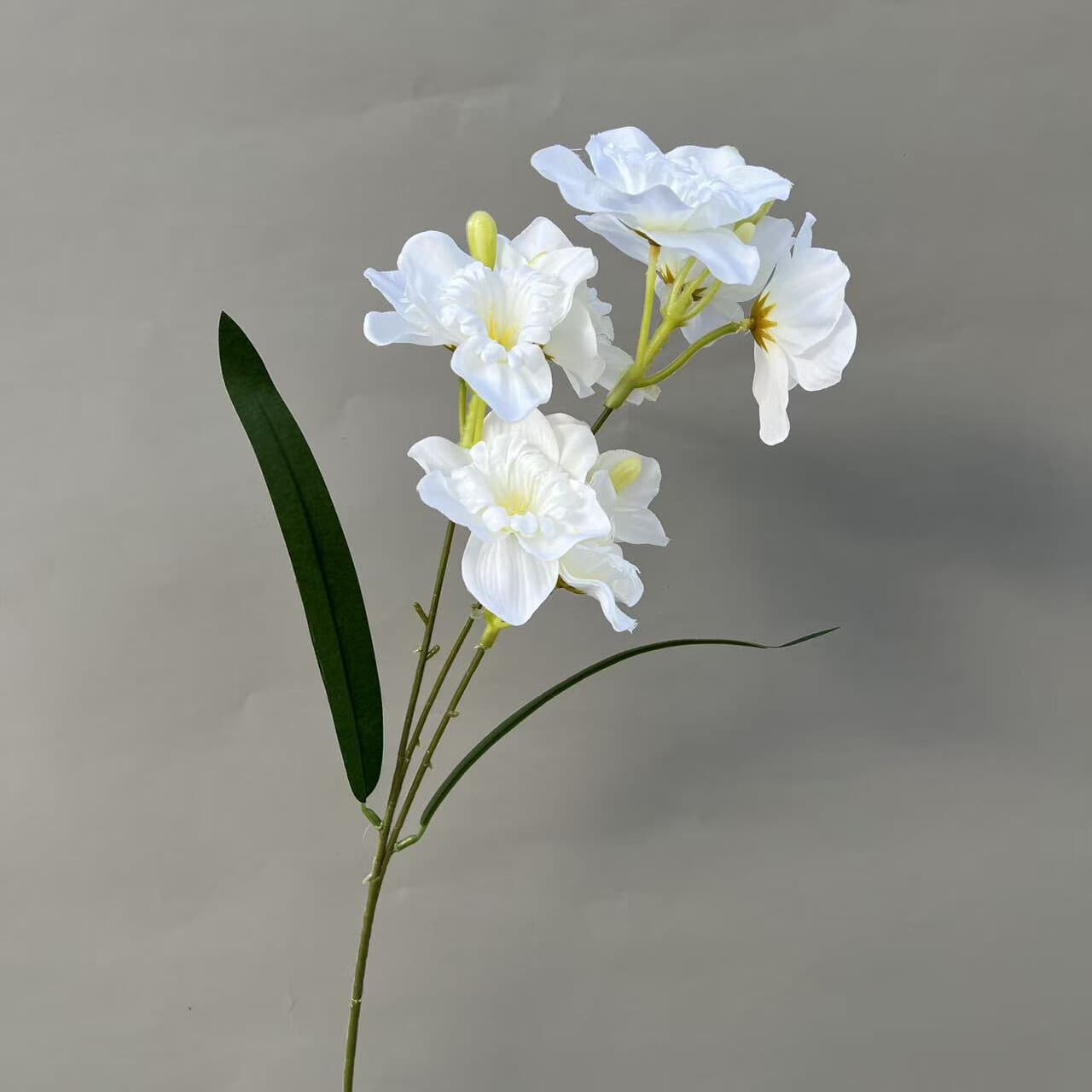 水仙花 · 白色水仙花