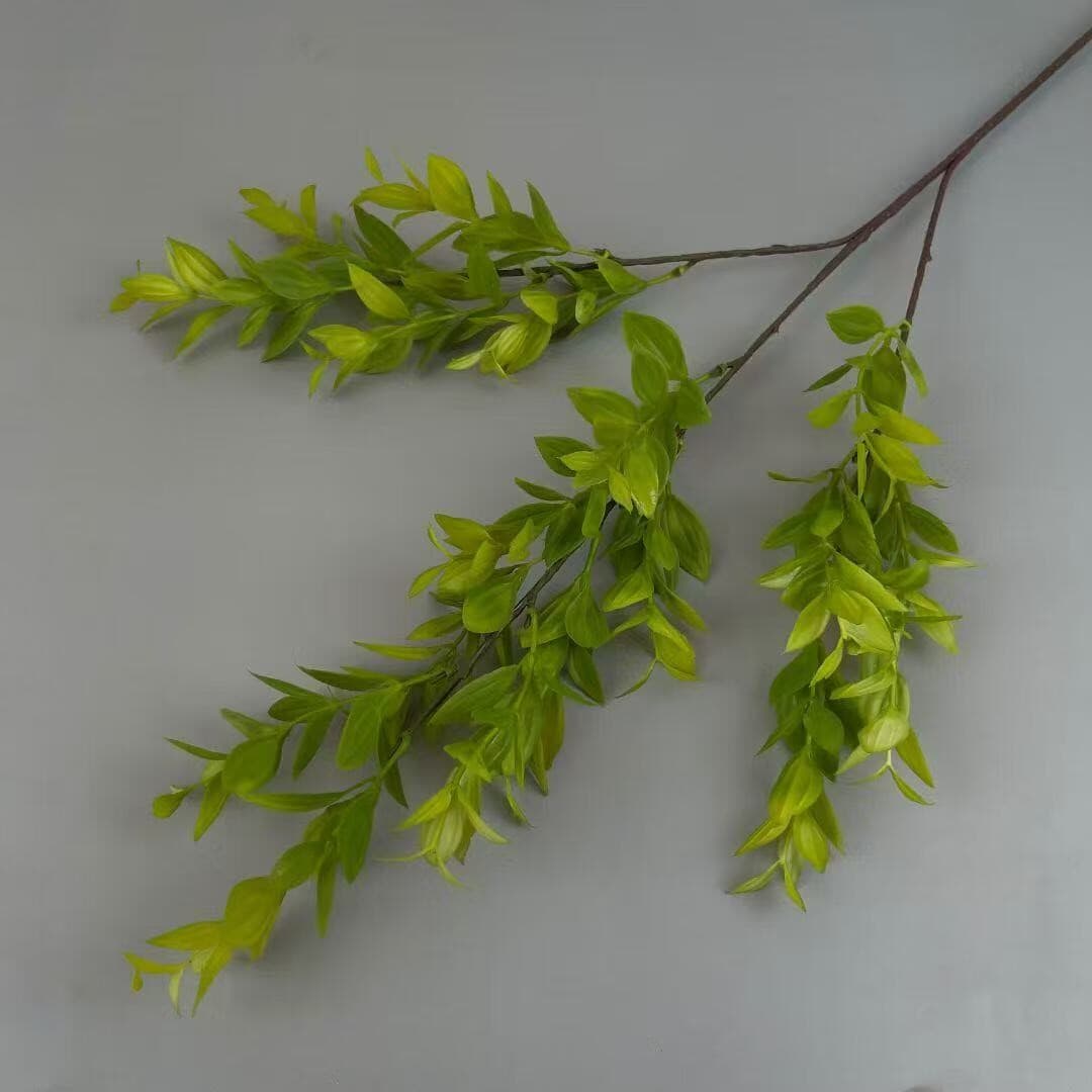 富贵草 · 绿色富贵草
