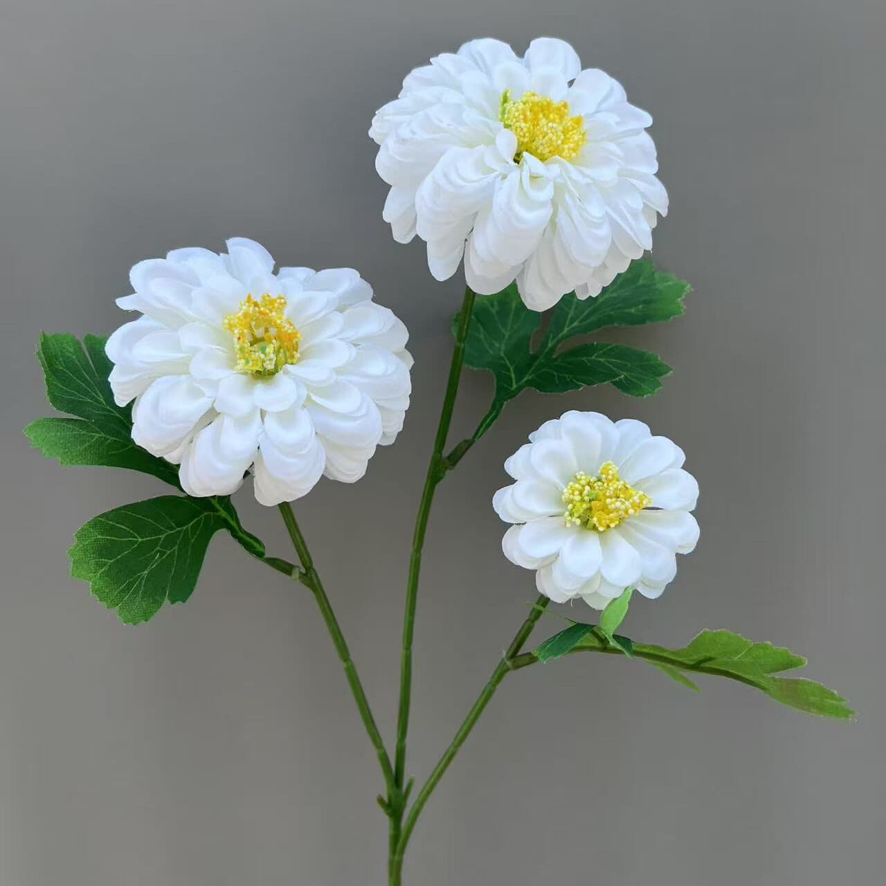 金盏菊 · 白色金盏菊