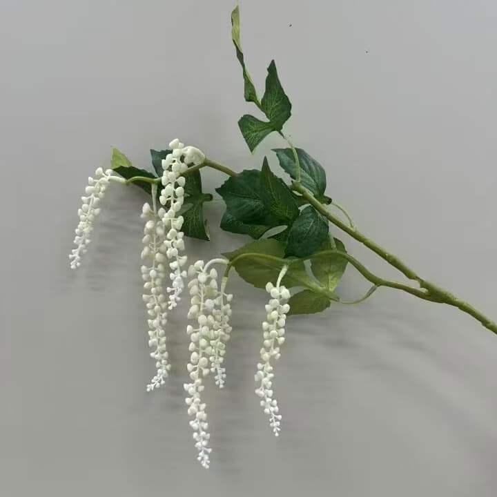 商陆 · 白色商陆
