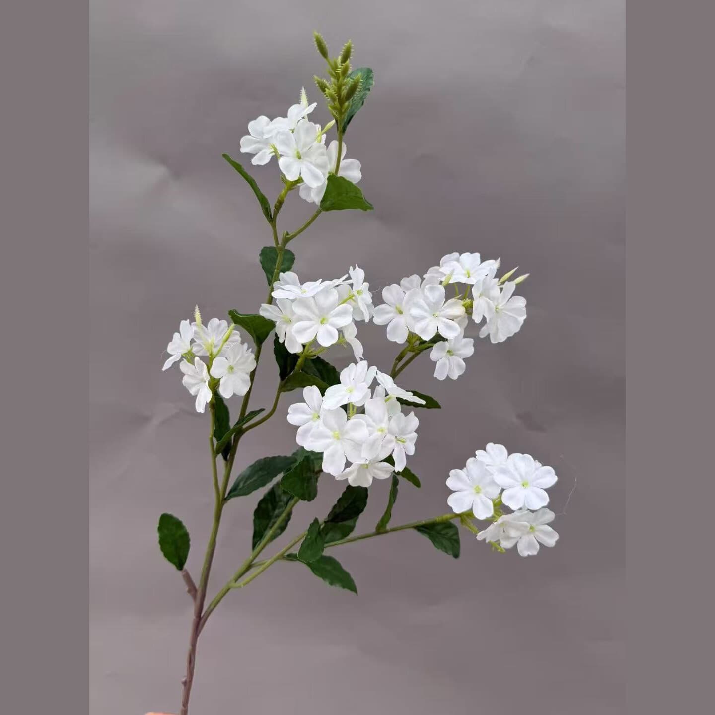 蓝雪花 · 白色蓝雪花
