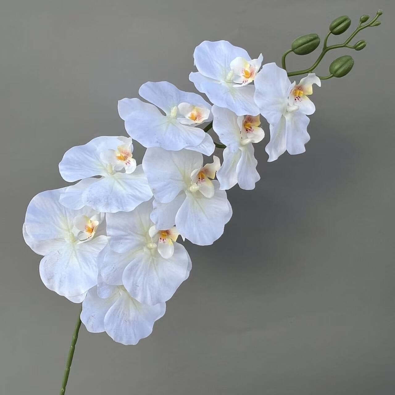 法式蝴蝶兰 · 白色法式蝴蝶兰