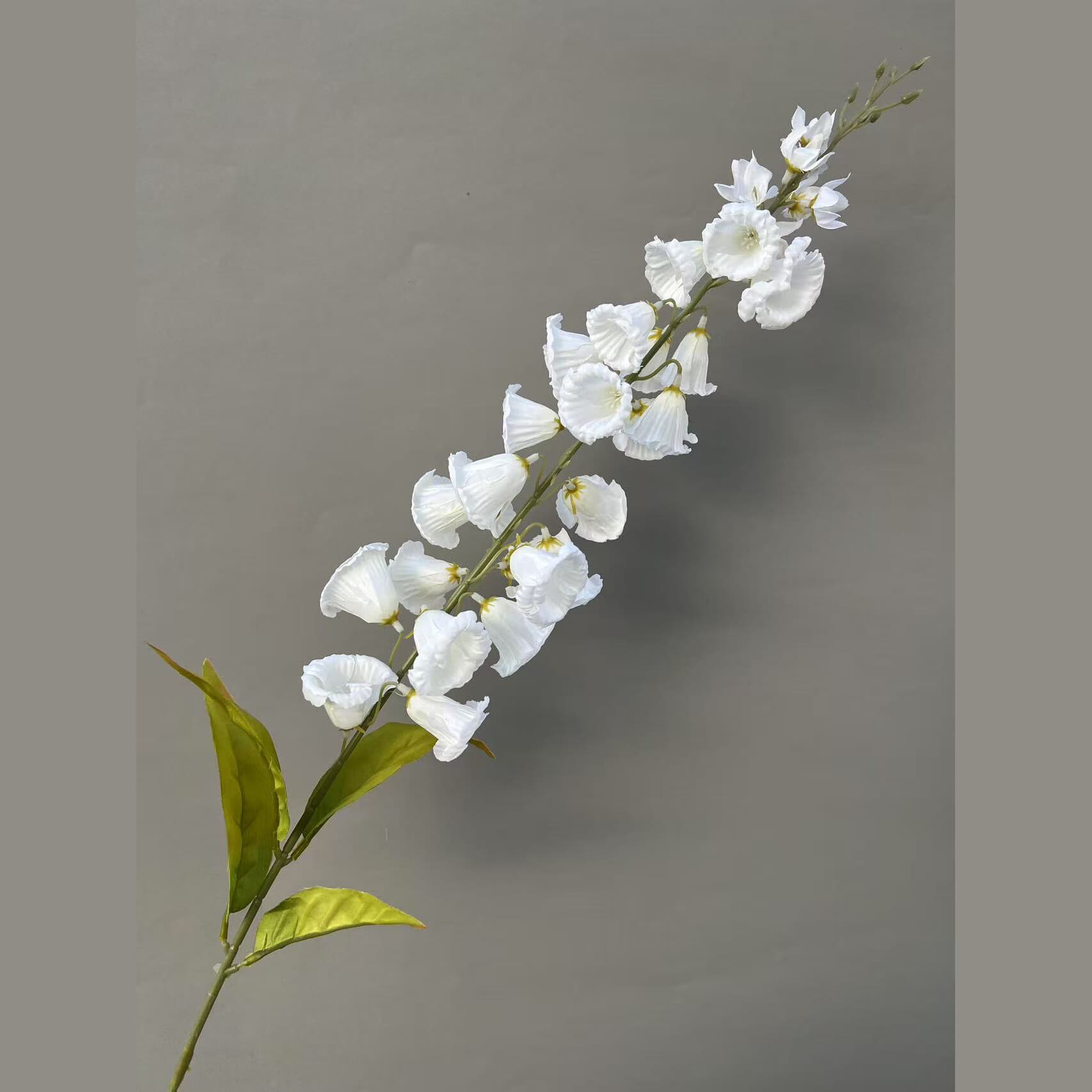 风铃花 · 白色风铃花