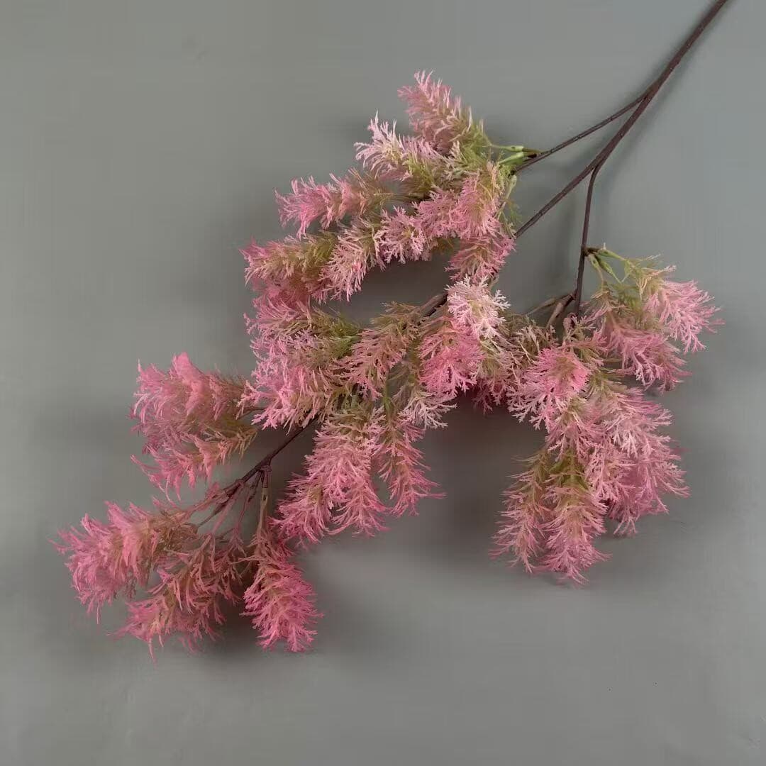 蓬莱松 · 粉色蓬莱松