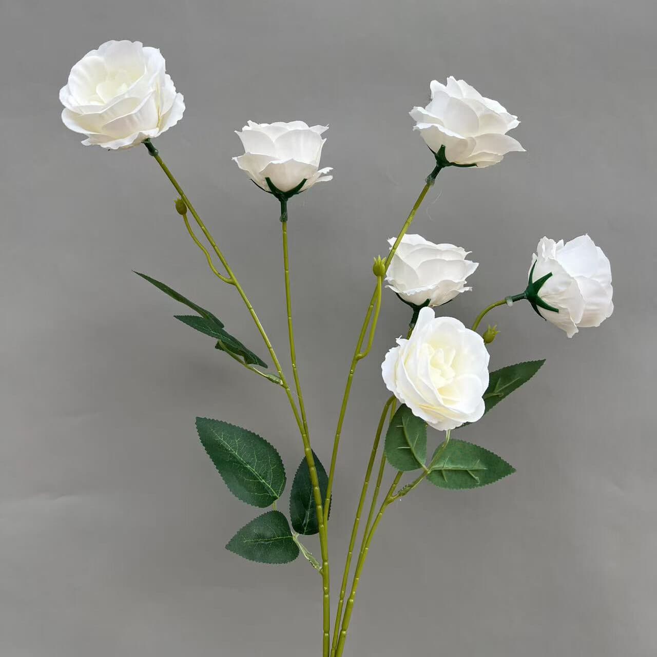 玲珑玫瑰 · 白色玲珑玫瑰