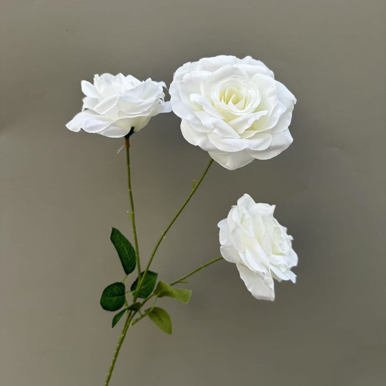 钻石玫瑰 · 白色钻石玫瑰