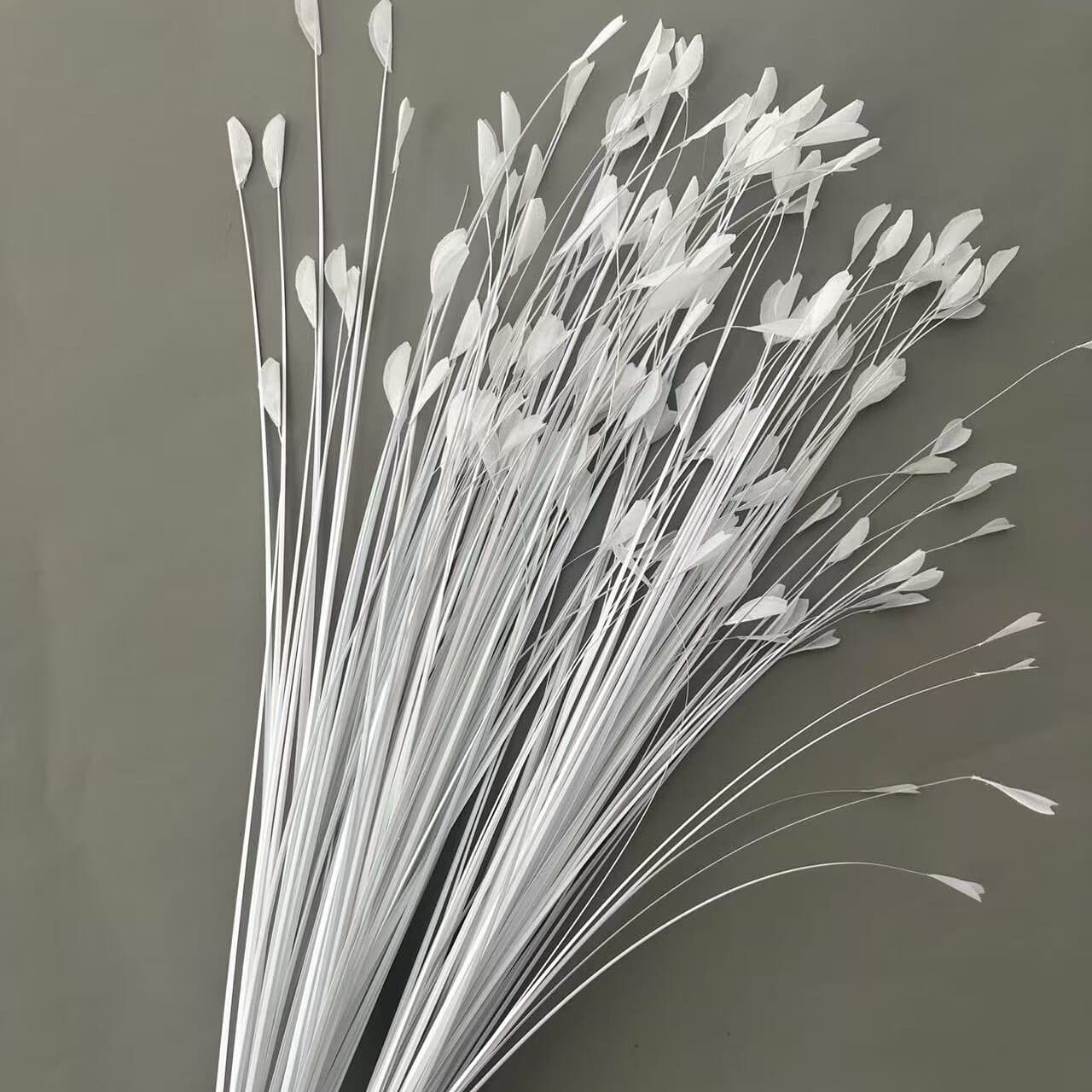 孔雀草 · 白色孔雀草
