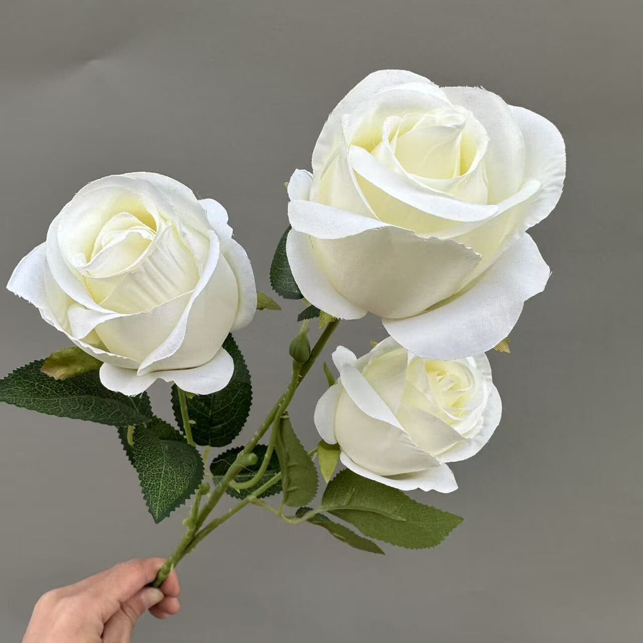 苞芯玫瑰 · 白色苞芯玫瑰