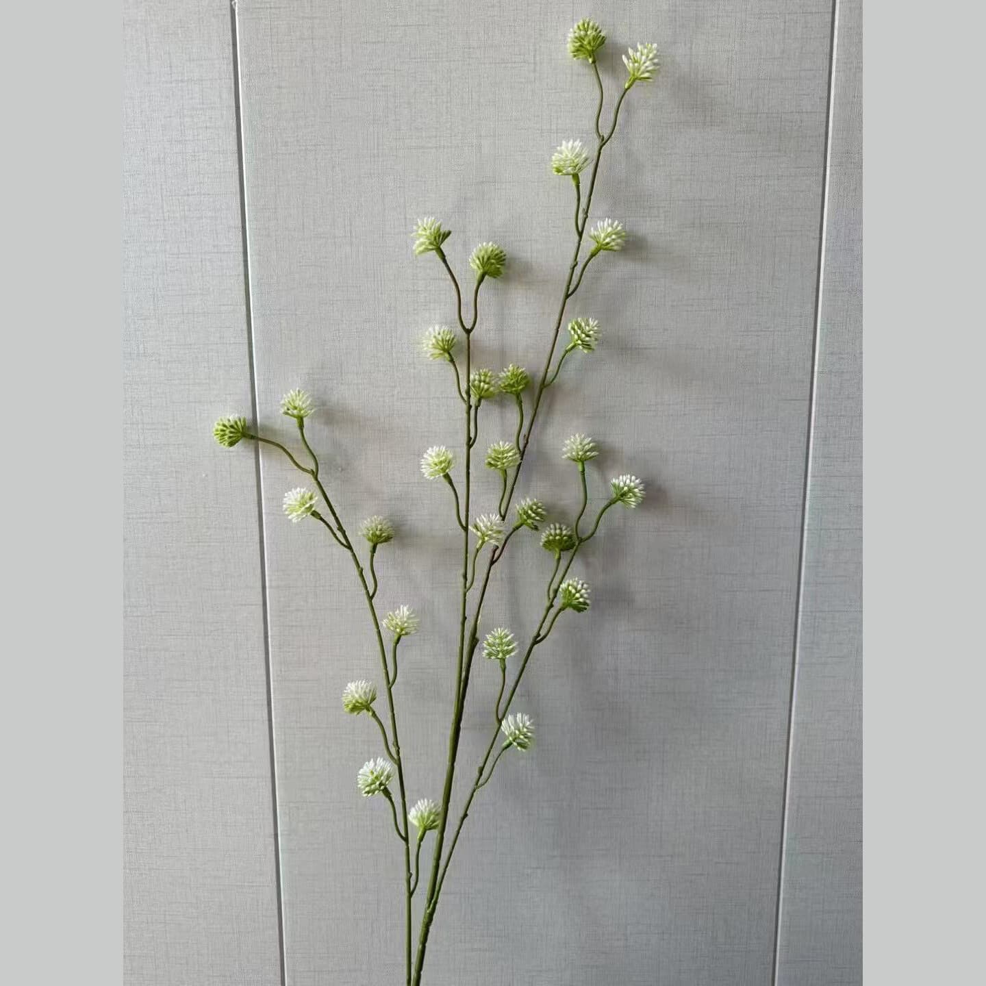 小刺芹 · 白绿色小刺芹