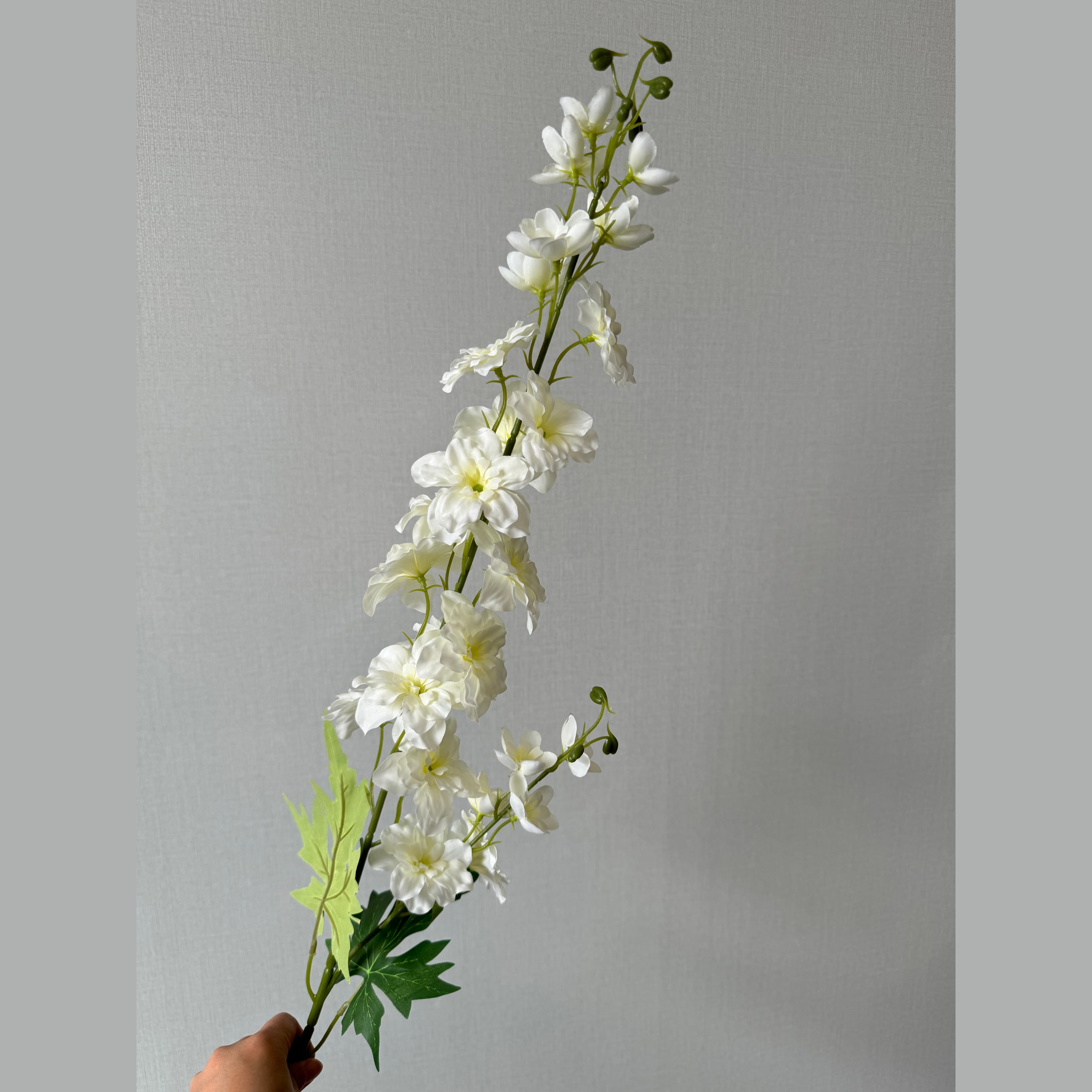 大飞燕草 · 白色大飞燕草