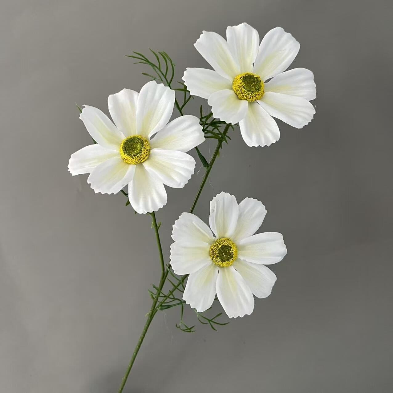 格桑花 · 白色格桑花