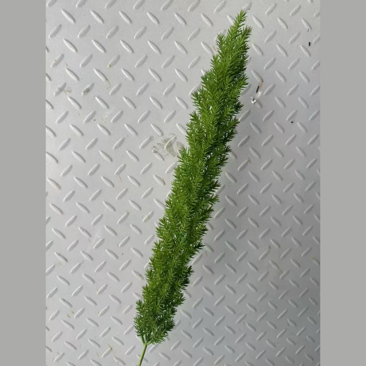 狐尾天门冬 · 深绿色狐尾天门冬