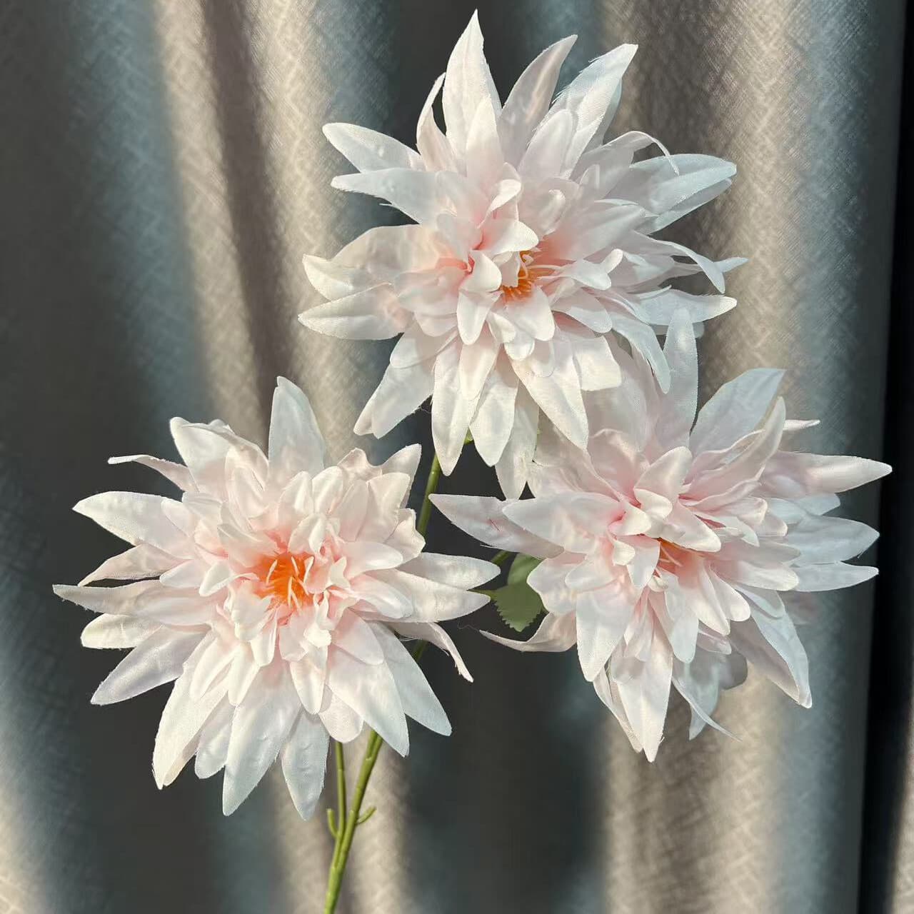 火焰菊 · 浅粉色火焰菊