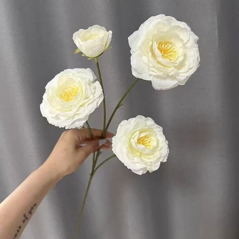 小芍药 · 白色小芍药