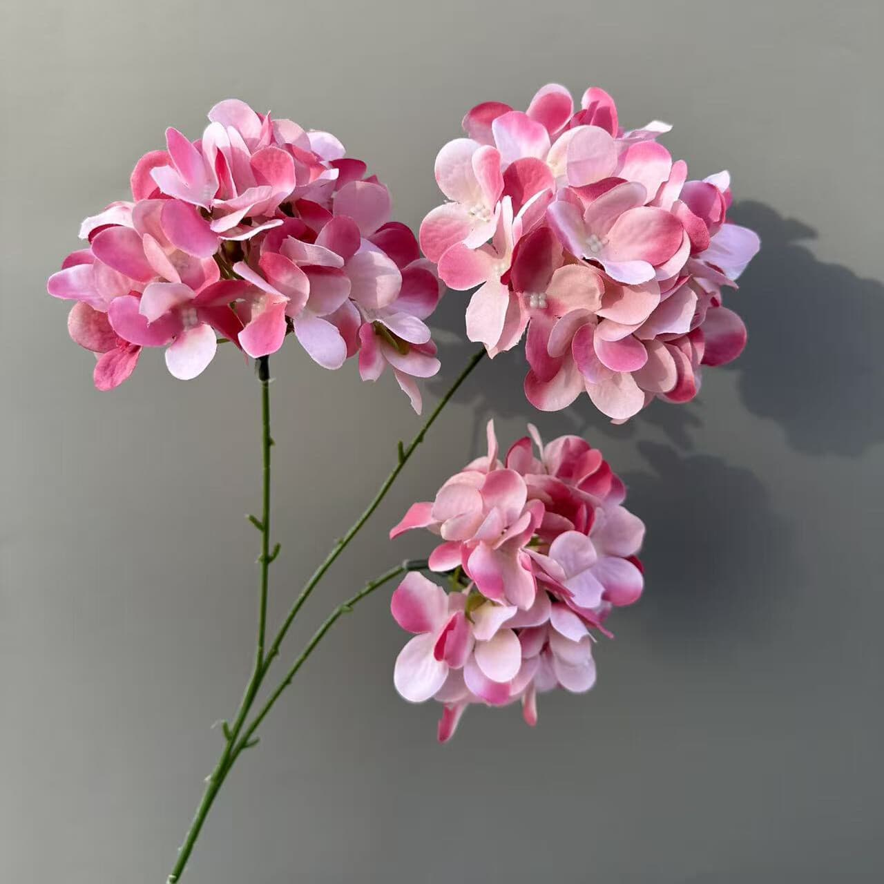 3头小绣球 · 红粉色3头小绣球