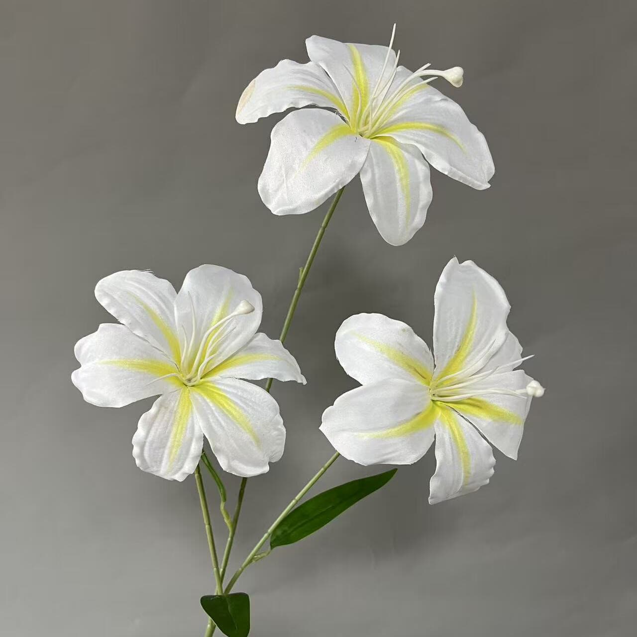 萱草百合 · 白色萱草百合
