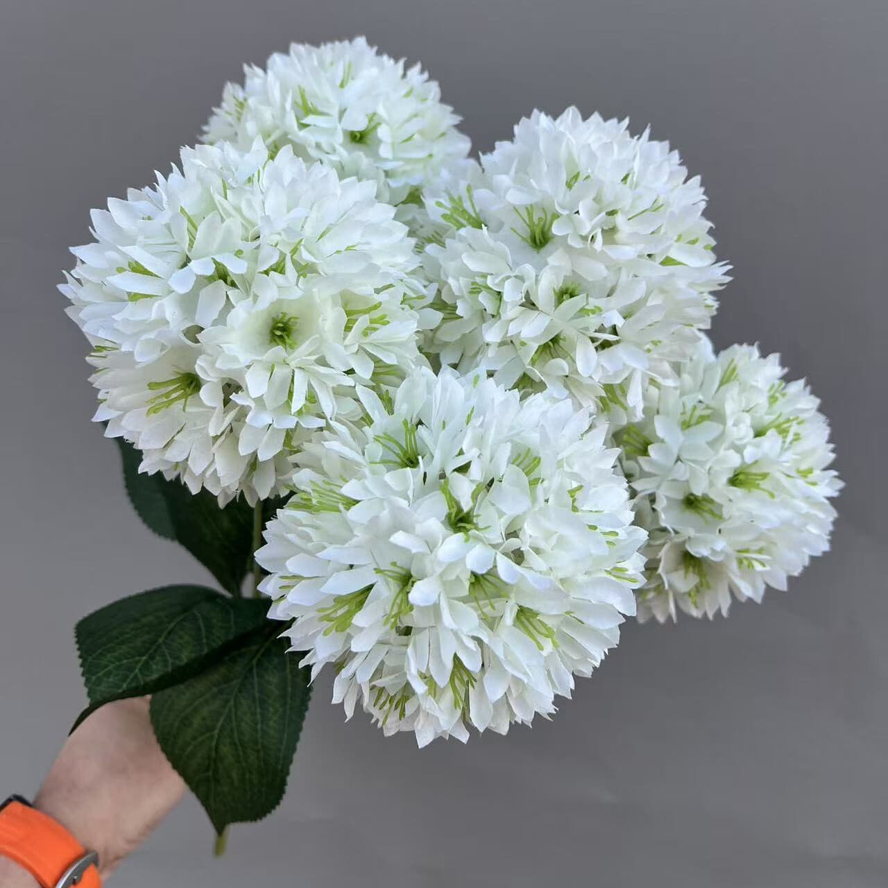 把束球菊 · 白色把束球菊