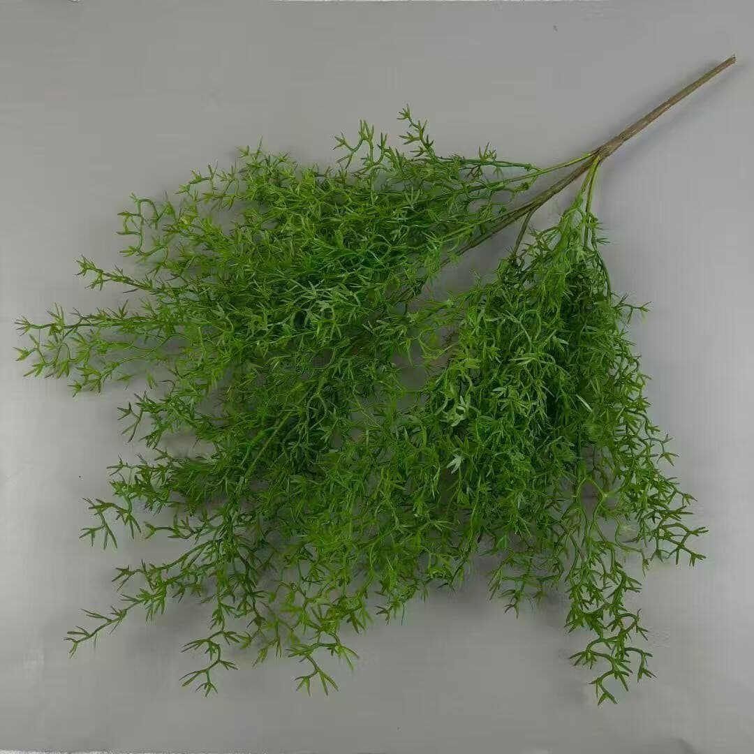 把束珊瑚草 · 绿色把束珊瑚草