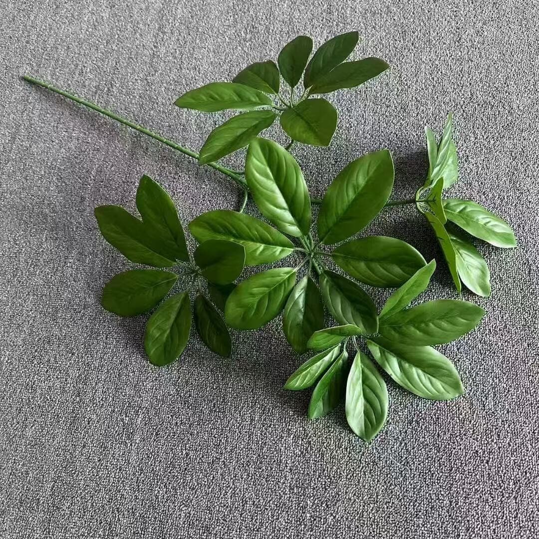 鸭掌木 · 绿色鸭掌木